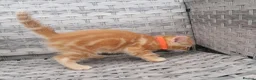 Mixed Breed cats for sale: Exceptional Kittens, Wonderful Personalities ❤️ in Waltham Cross - Advert 11
