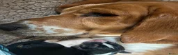 Basset Hound dogs for sale: Beautiful KC registered basset hounds - Advert 32