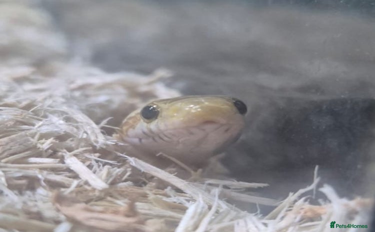 Corn Snake reptiles - Advert 1