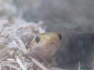 Corn Snake reptiles - Advert 3