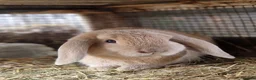 Dwarf Lop rabbits for sale: Adorable, Friendly. Laidback Dwarf Lop Boys 🐰🥰 - Advert 9