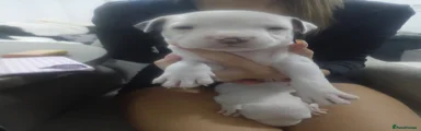Staffordshire Bull Terrier 4