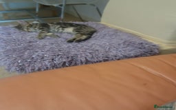 European cats for sale: 7 Lovely tabby kittens for sale - Image 18