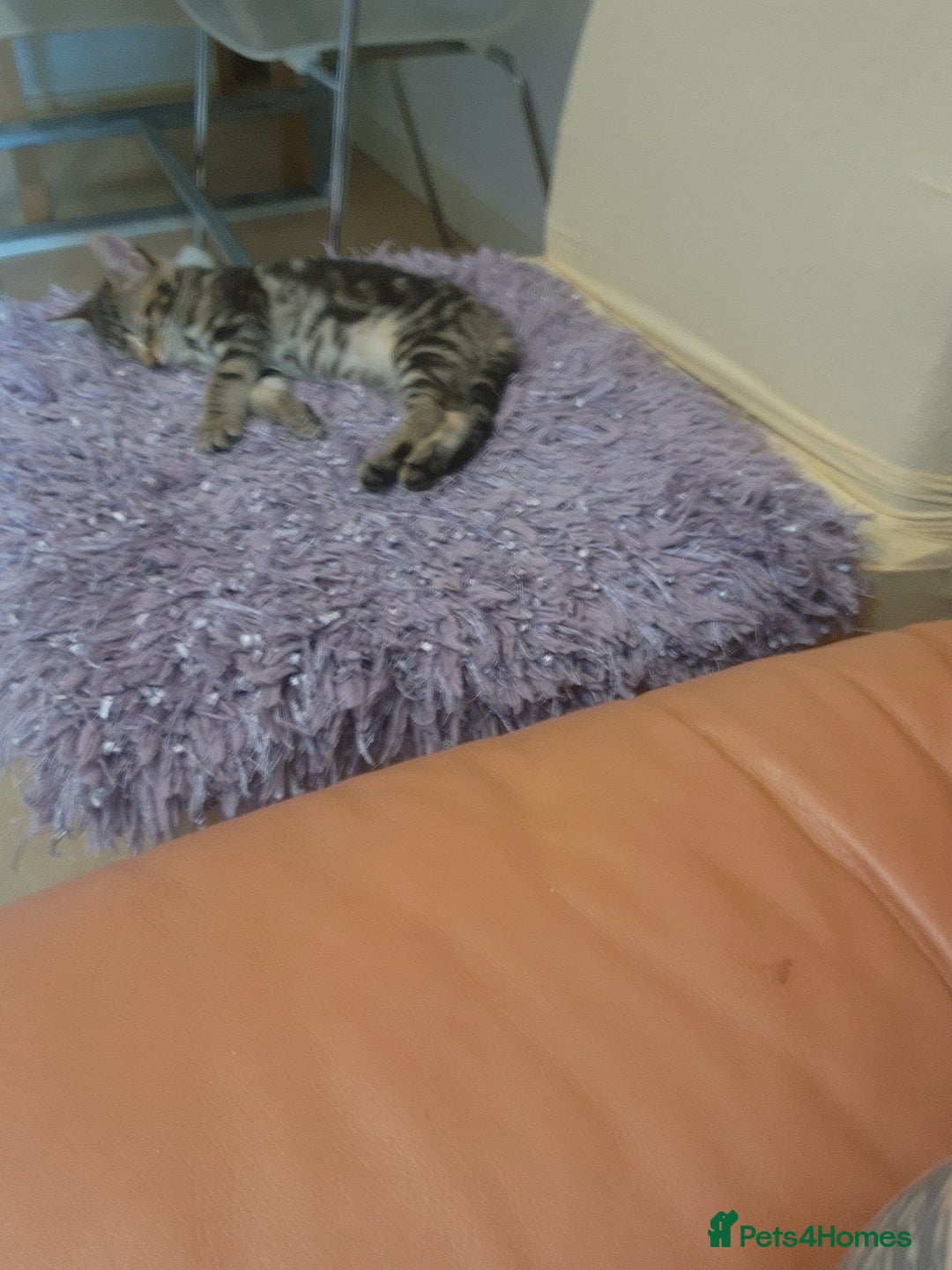 European cats for sale: 7 Lovely tabby kittens for sale - Image 18