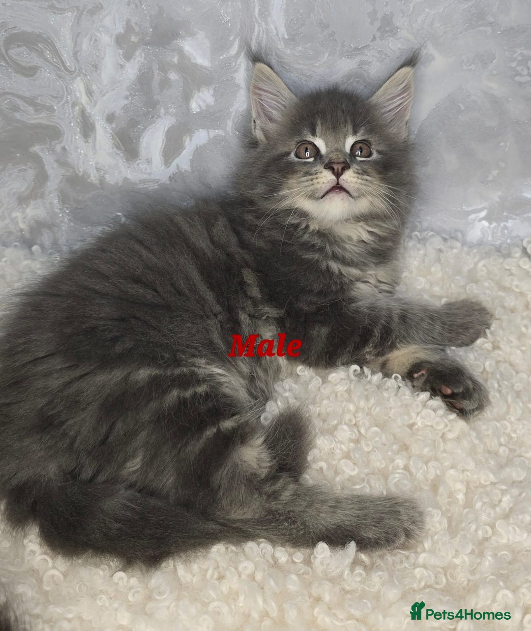 Maine Coon cats for sale: TICA KING SIZE MAINE COON CUBS - Advert 11