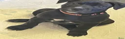 Staffordshire Bull Terrier dogs for sale: Stunning Brindle Staffordshire bull terriers - Advert 29