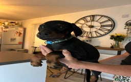 Dobermann dogs for sale: 9 KC Reg pedigree Doberman puppies - Image 18