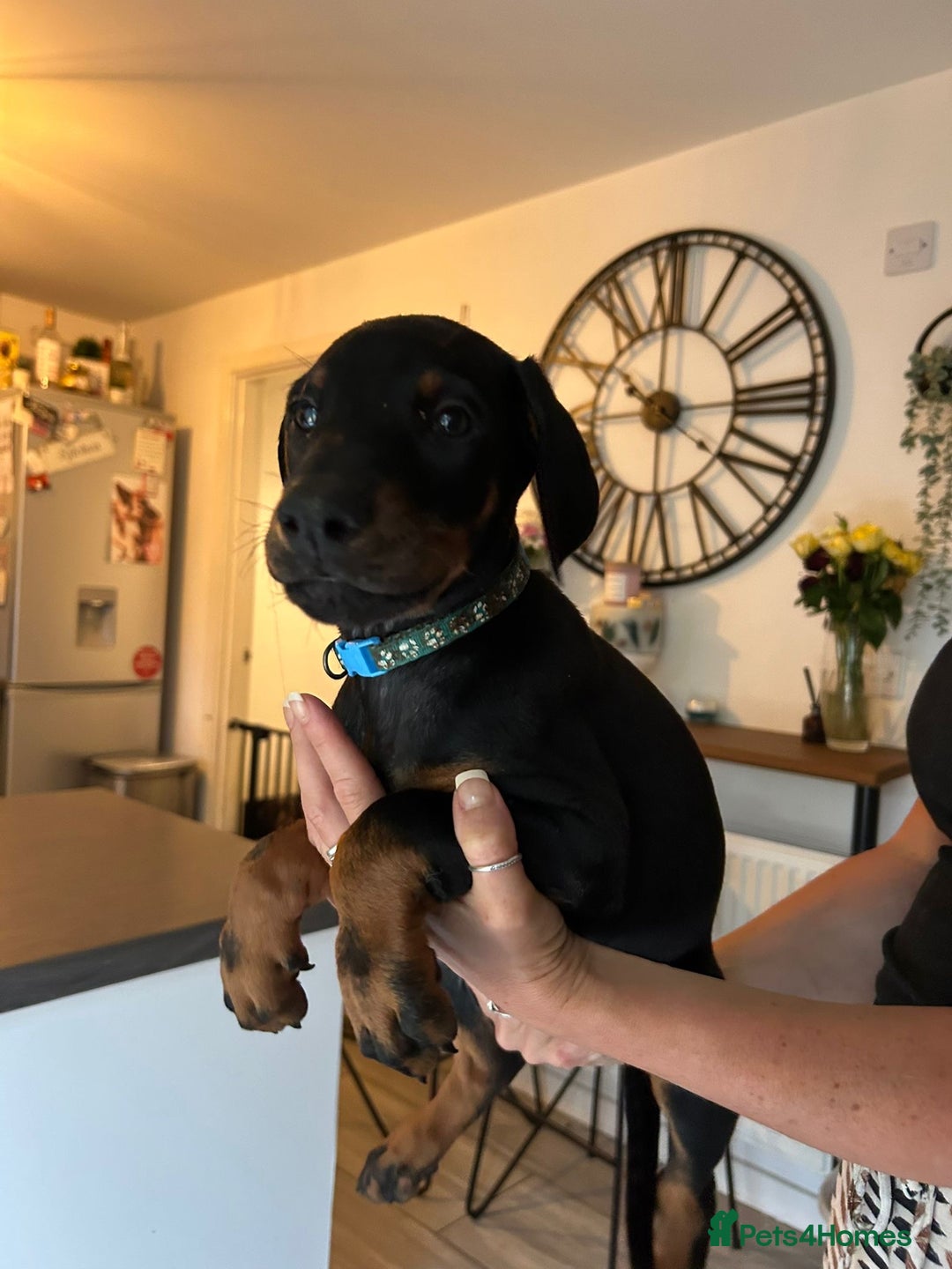 Dobermann dogs for sale: 9 KC Reg pedigree Doberman puppies - Image 18