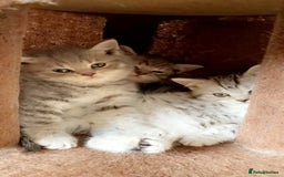 British Shorthair cats for sale: British Shorthair Kittens For Sale - Image 3