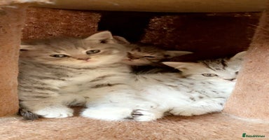 British Shorthair cats - Advert 6