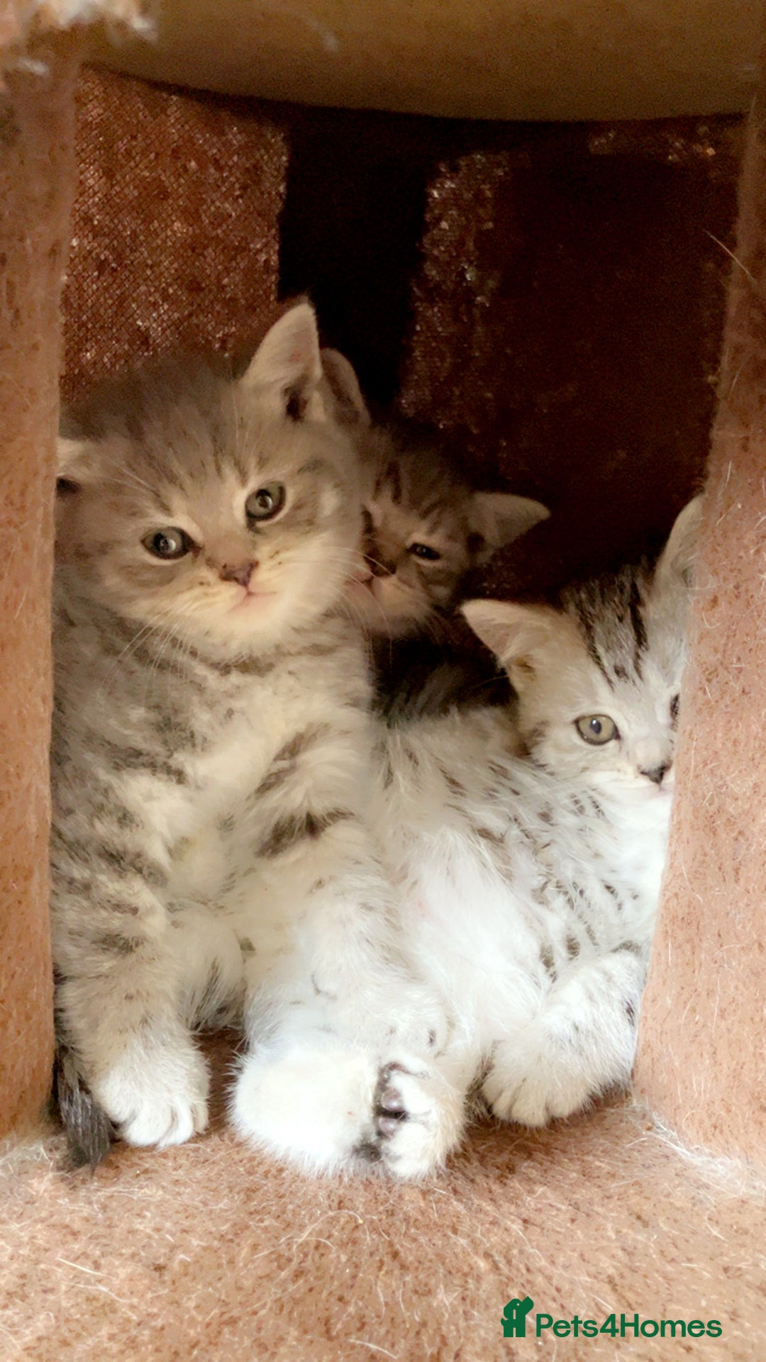 British Shorthair cats for sale: British Shorthair Kittens For Sale - Image 3