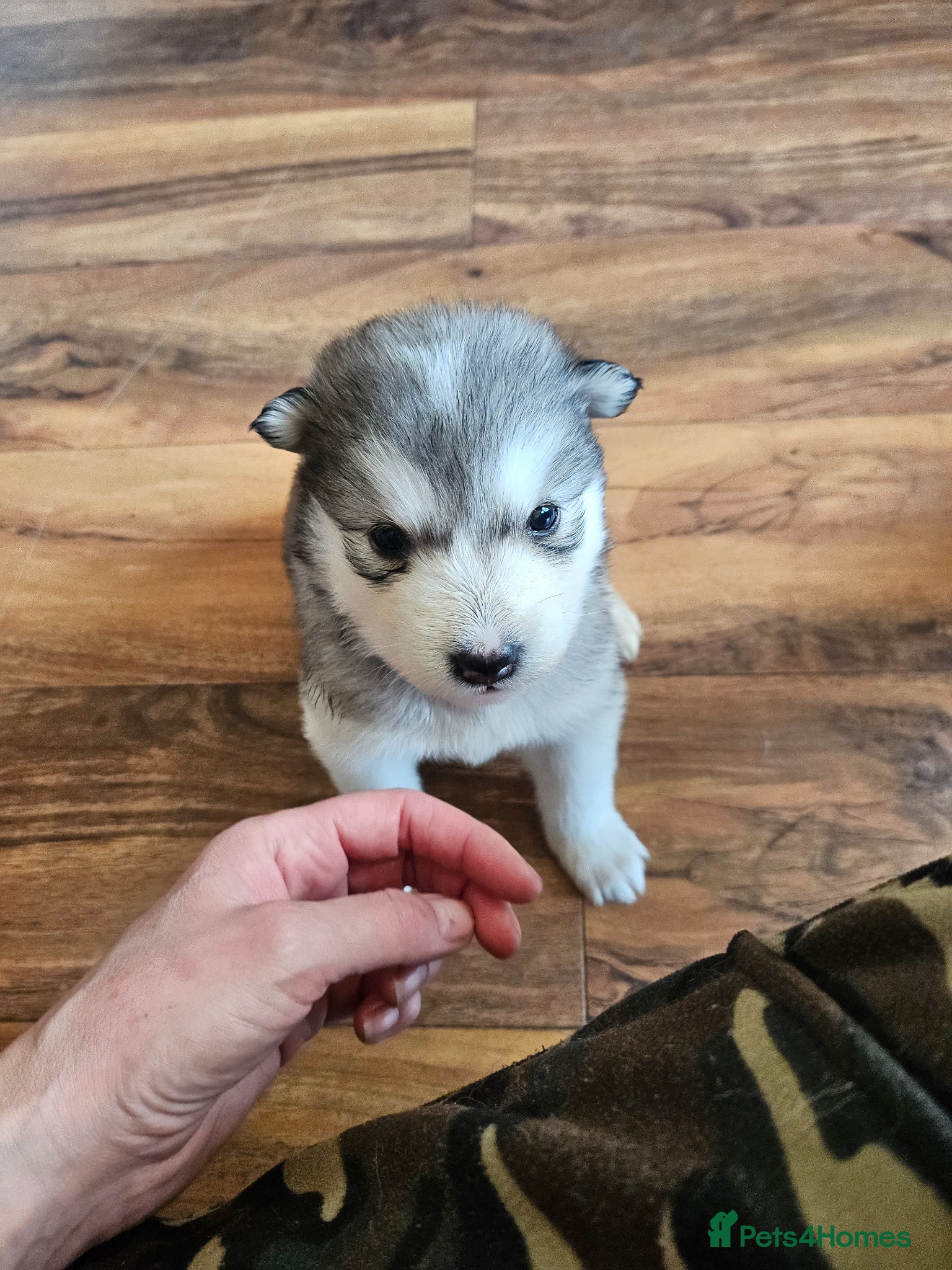 Alaskan Malamute dogs Full Alaskan Malamute puppies  - Advert 15
