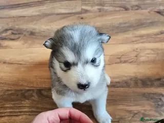 Alaskan Malamute dogs Full Alaskan Malamute puppies - Advert 15