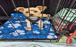 Chorkie dogs for sale: Male chorkie needs forever home - Advert 3