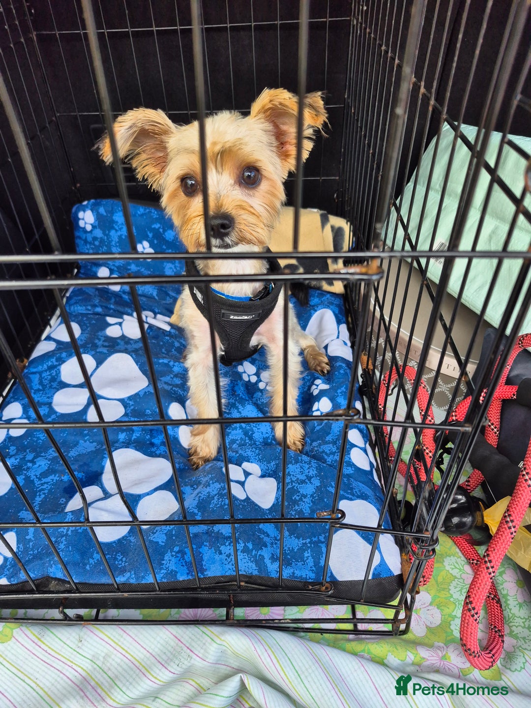 Chorkie dogs for sale: Male chorkie needs forever home - Advert 3