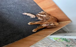 Cockapoo dogs for sale: 7 beautiful cockapoos  - Image 21