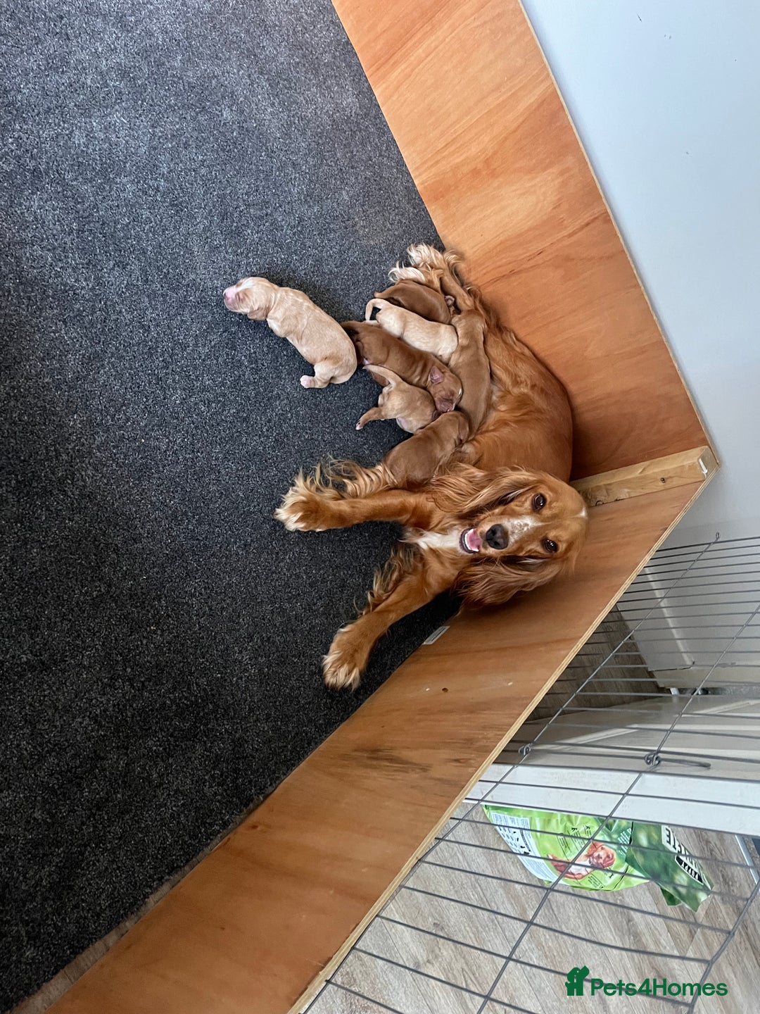 Cockapoo dogs for sale: 7 beautiful cockapoos  - Image 21