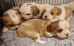 Cavalier King Charles Spaniel dogs for sale: Gorgeous k.c registered cavalier puppies  - Image 3
