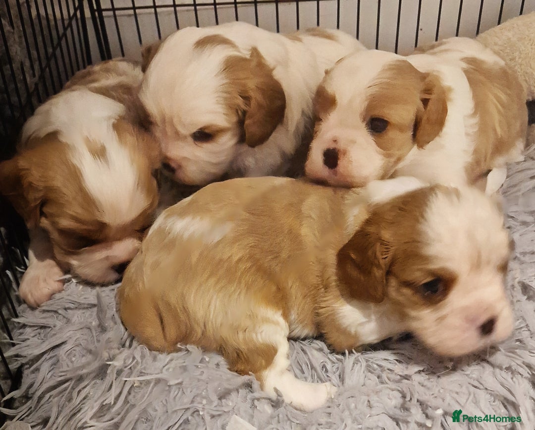 Cavalier King Charles Spaniel dogs for sale: Gorgeous k.c registered cavalier puppies  - Image 3
