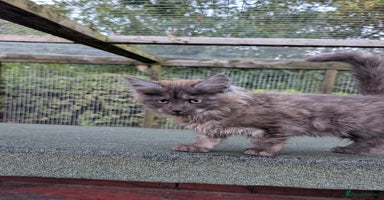 Maine Coon cats - Advert 3