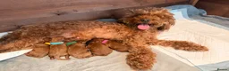 Cavapoo dogs for sale: 5 Deep Red Cavapoos - Advert 15