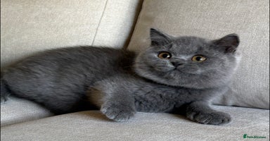 British Shorthair cats - Advert 15