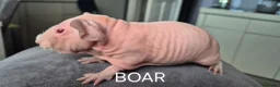 Guinea Pig rodents for sale: Skinny Pigs - Advert 3