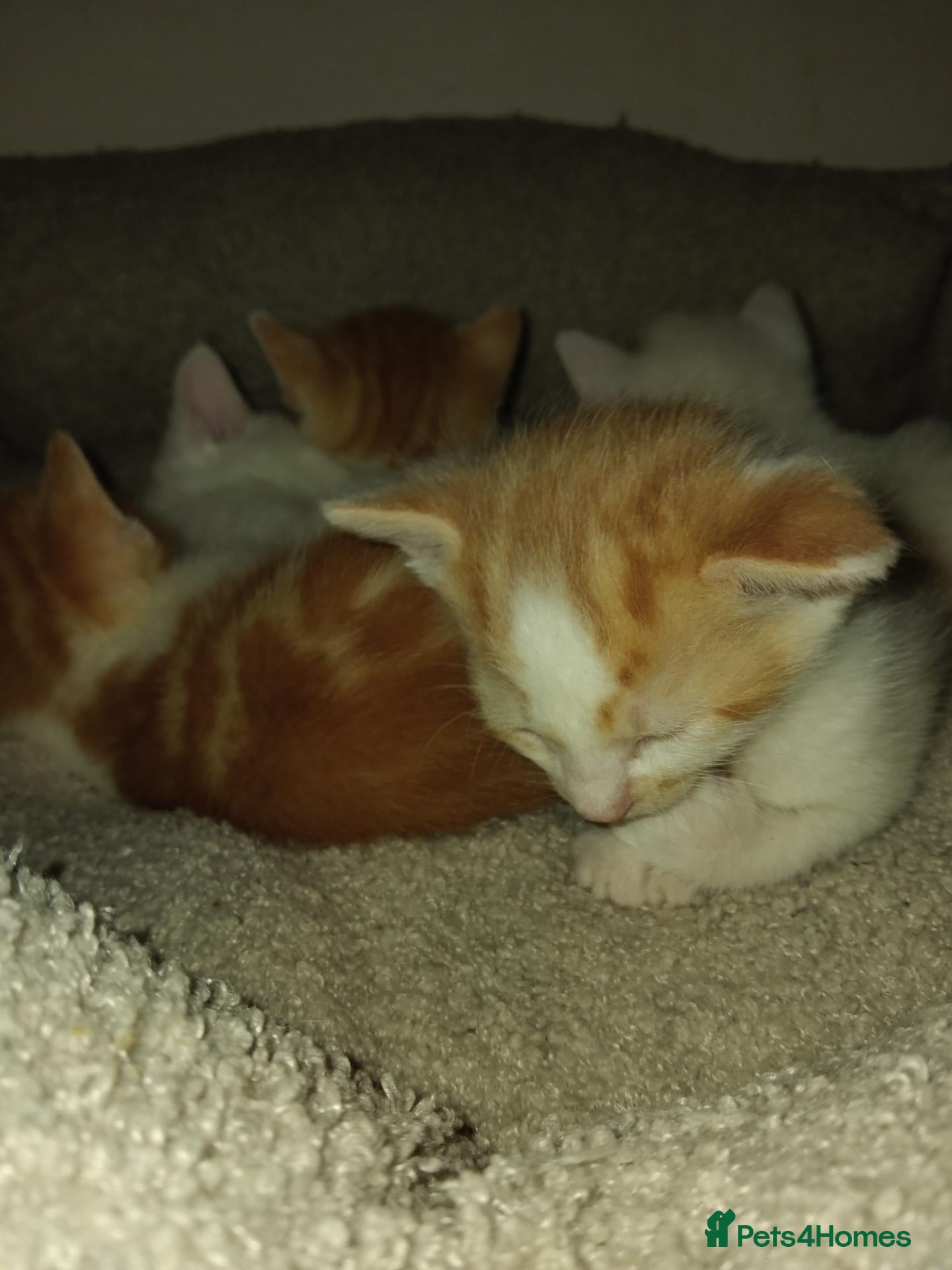 Mixed Breed cats Playful and Sweet Kittens Looking for a New Home! - Advert 3