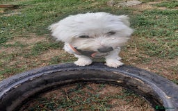 Bichon Frise dogs for adoption: ALBANO, a Lovely Bichon Boy - for a Loving Home - Image 13