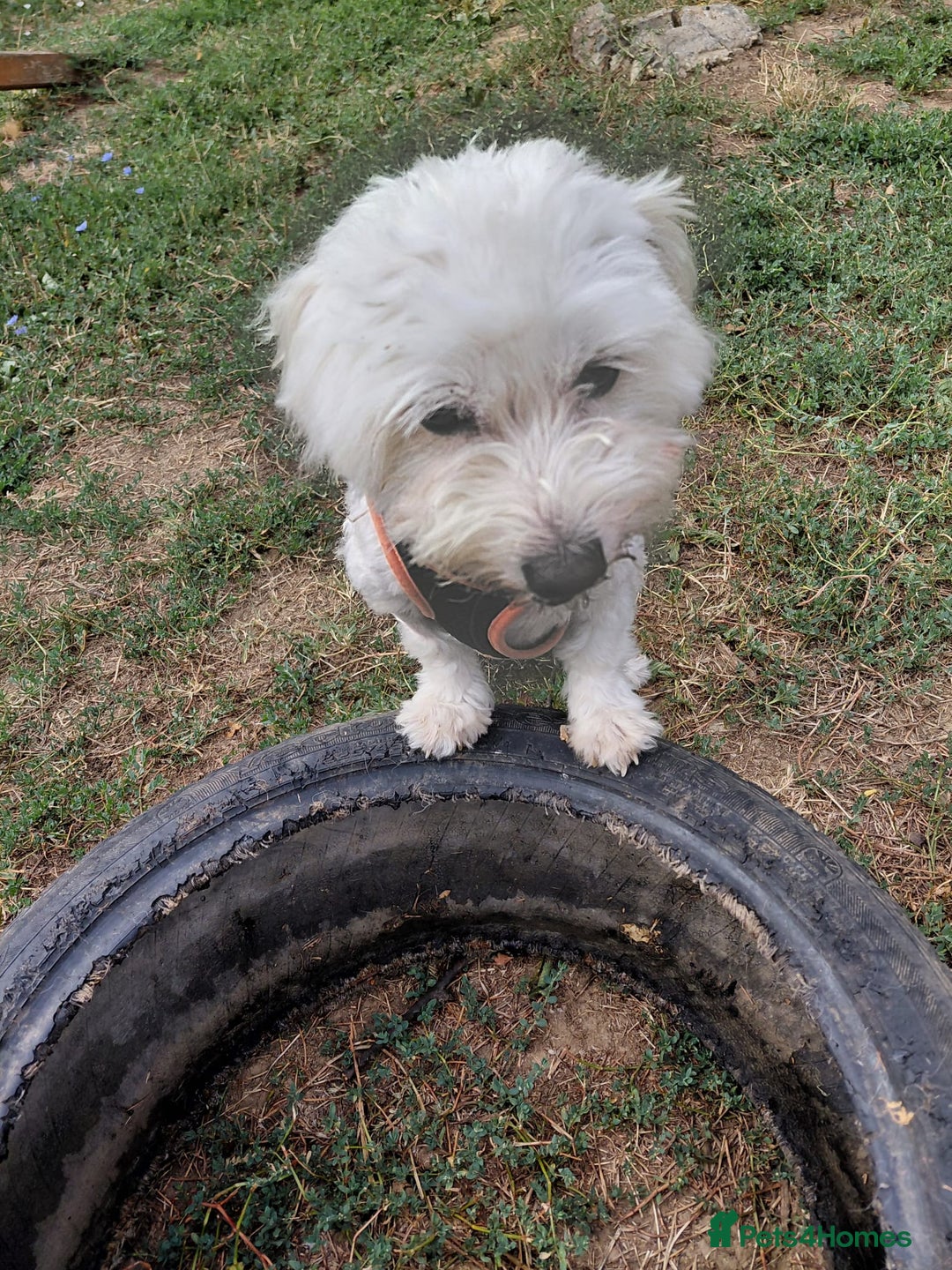 Bichon Frise dogs for adoption: ALBANO, a Lovely Bichon Boy - for a Loving Home - Image 13