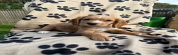 Cocker Spaniel dogs for sale: Kc registered cocker spaniel pups - Advert 15