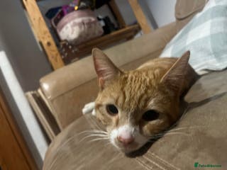 Mixed Breed cats 10 month orange tabby - Advert 1