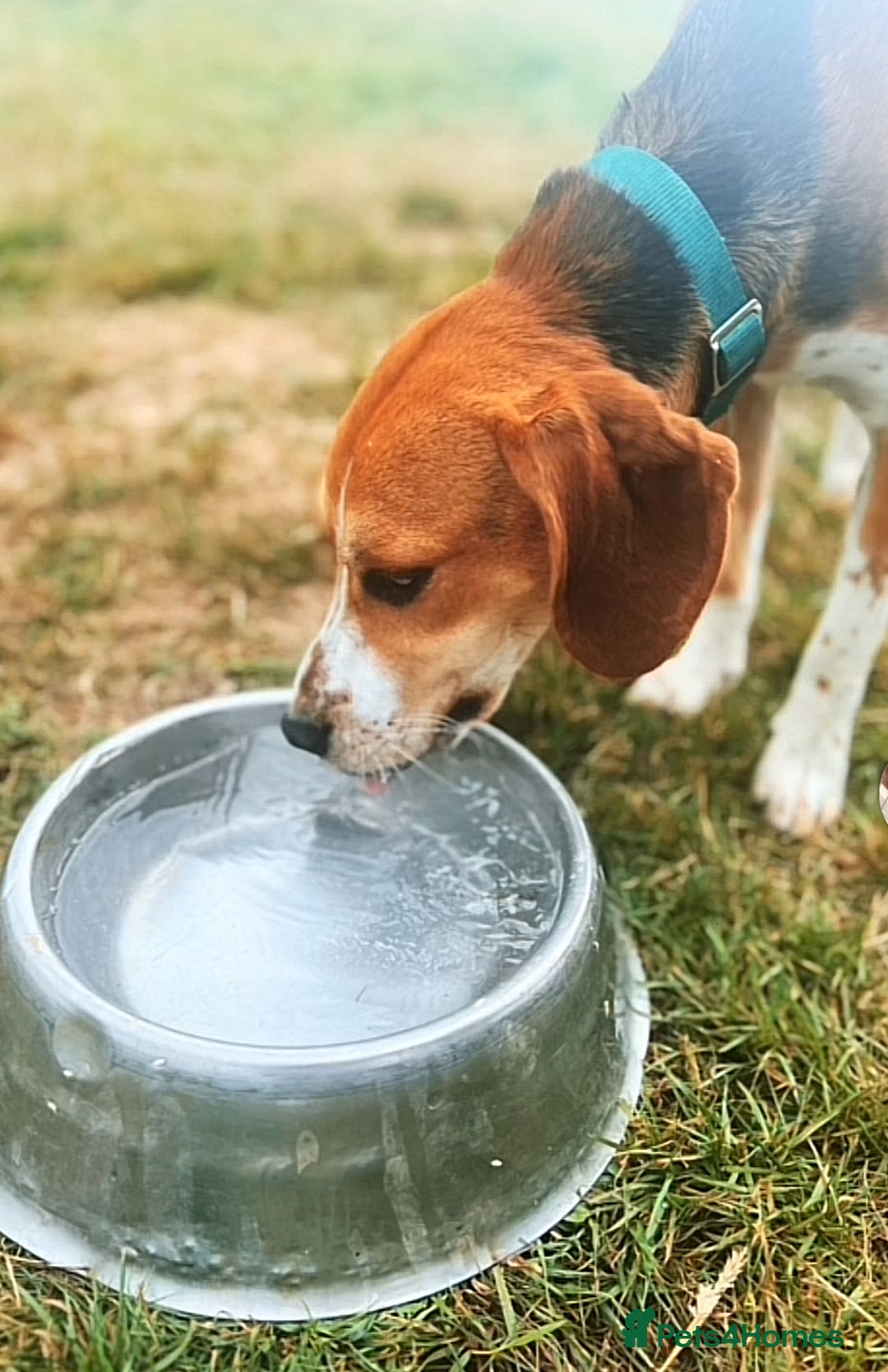 Mixed Breed dogs for sale: Friendly Beagle Mix Looking for a New Home  - Image 8