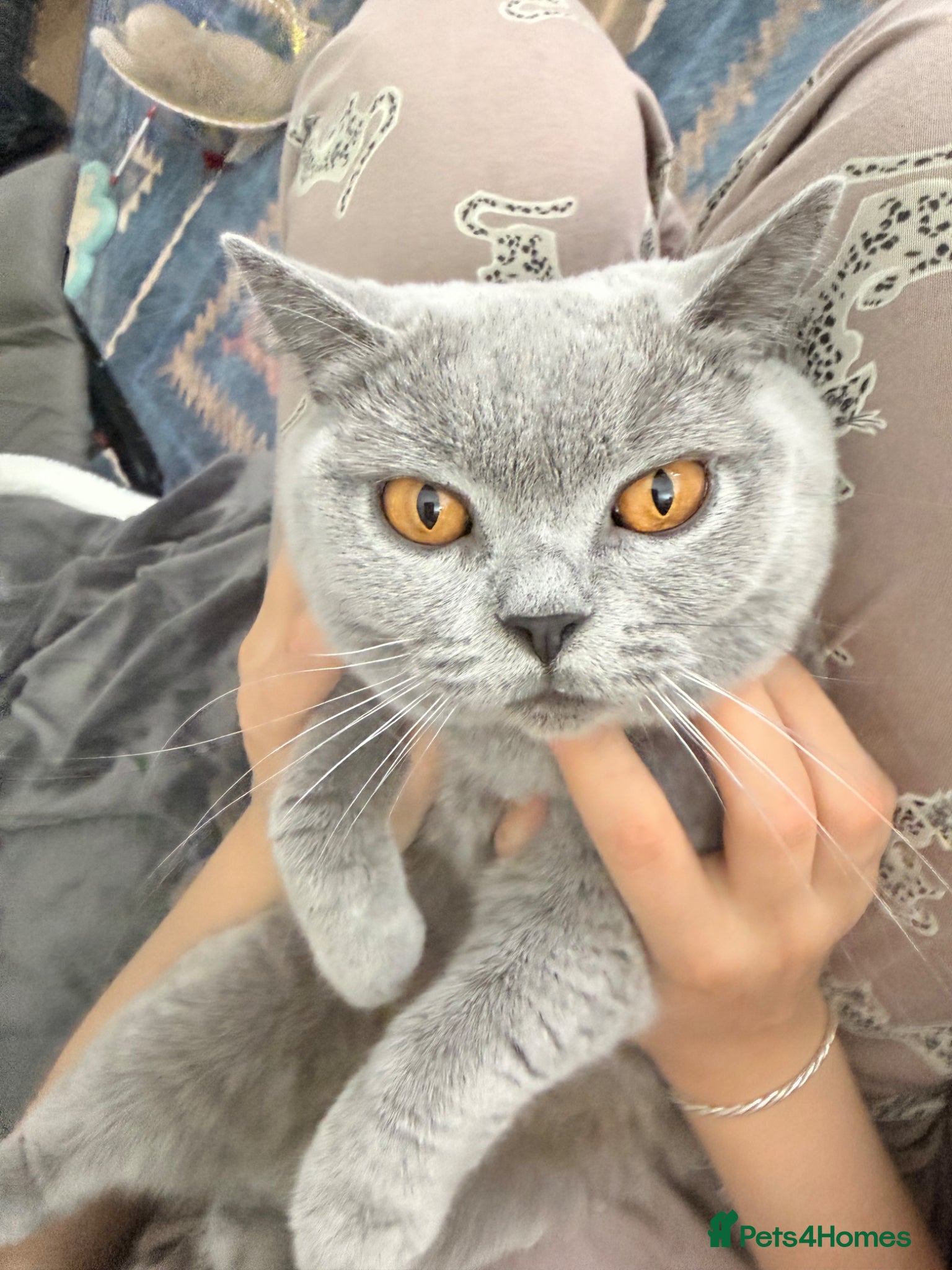 British Shorthair cats URGENT: Super Affectionate Cat Needs Loving Home - Advert 1