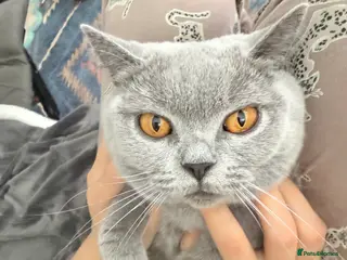 British Shorthair cats URGENT: Super Affectionate Cat Needs Loving Home - Advert 1