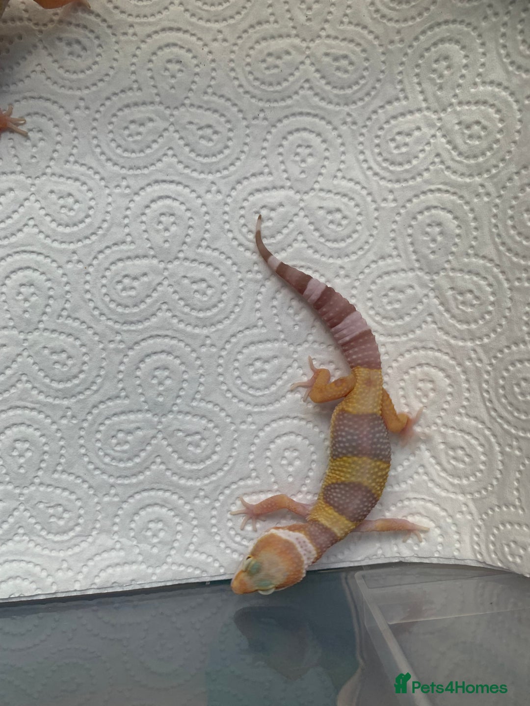 Leopard Gecko reptiles for sale: Leopard gecko babies cb25 - Image 11
