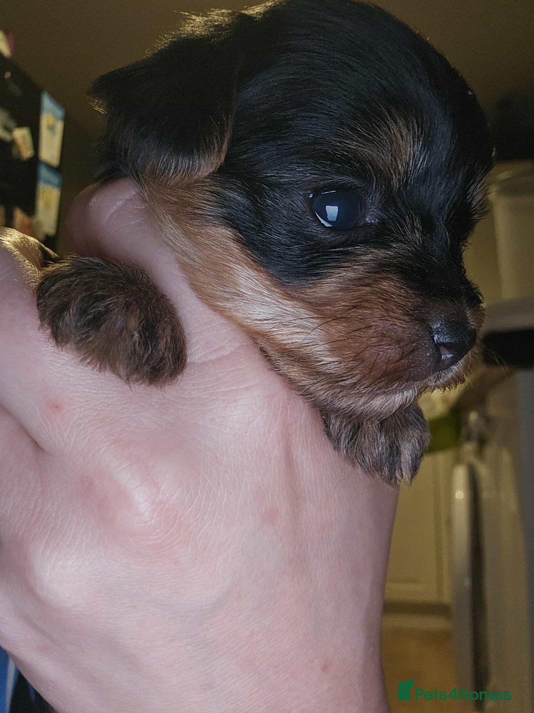 Yorkshire Terrier dogs for sale: Yorkshire terrier  - Advert 4