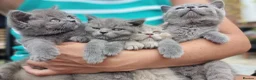 British Shorthair cats for sale: Amazing British Shorhair kittens for sale!!! - Advert 7