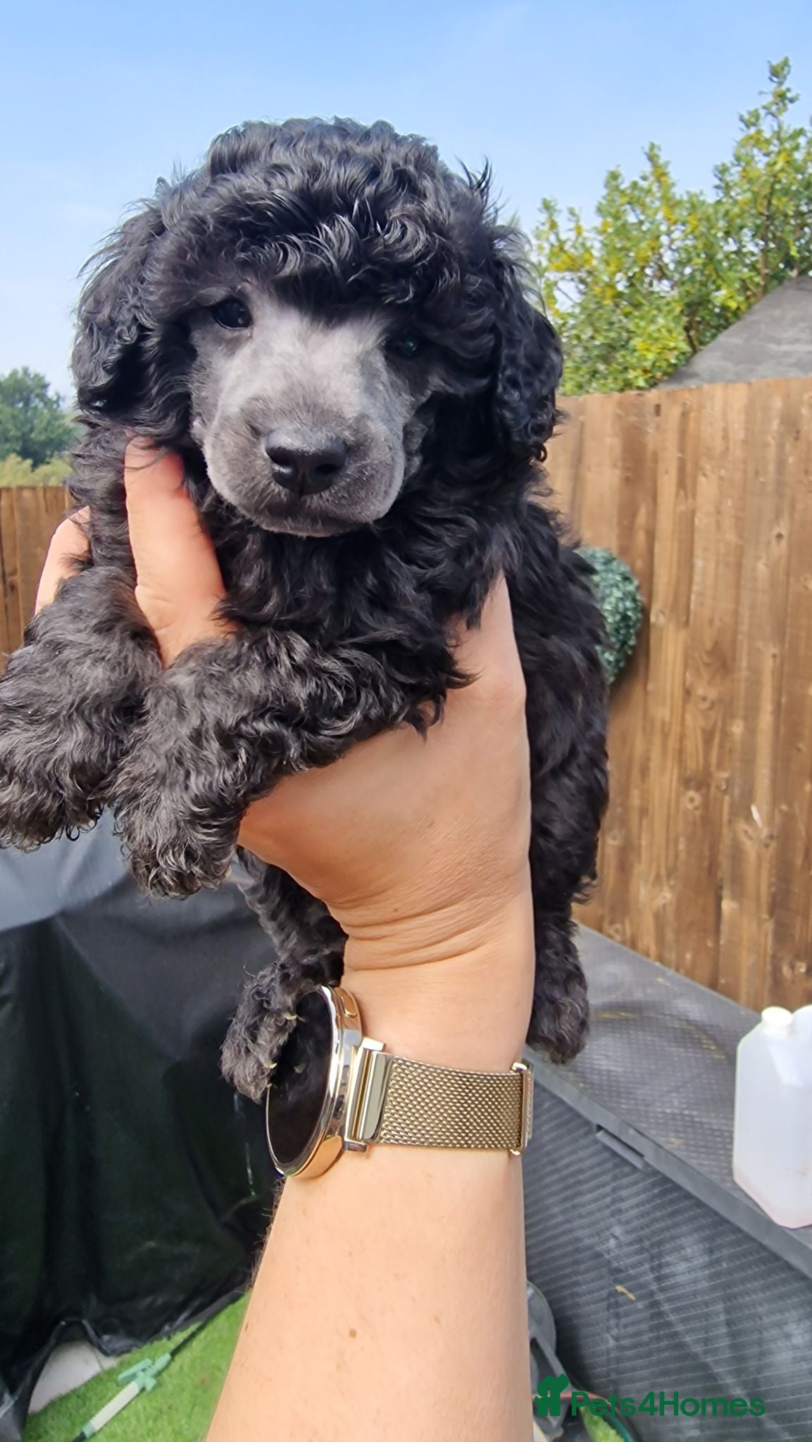 Toy Poodle dogs Silver toy poodle  - Advert 5