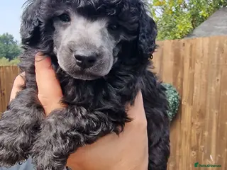 Toy Poodle dogs Silver toy poodle - Advert 5