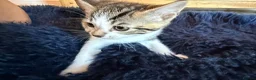 Mixed Breed cats for sale: Beautiful kittens for sale - Advert 3