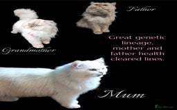 Persian cats for sale: Persians with beautiful features 4 AVAILABLE - Advert 4