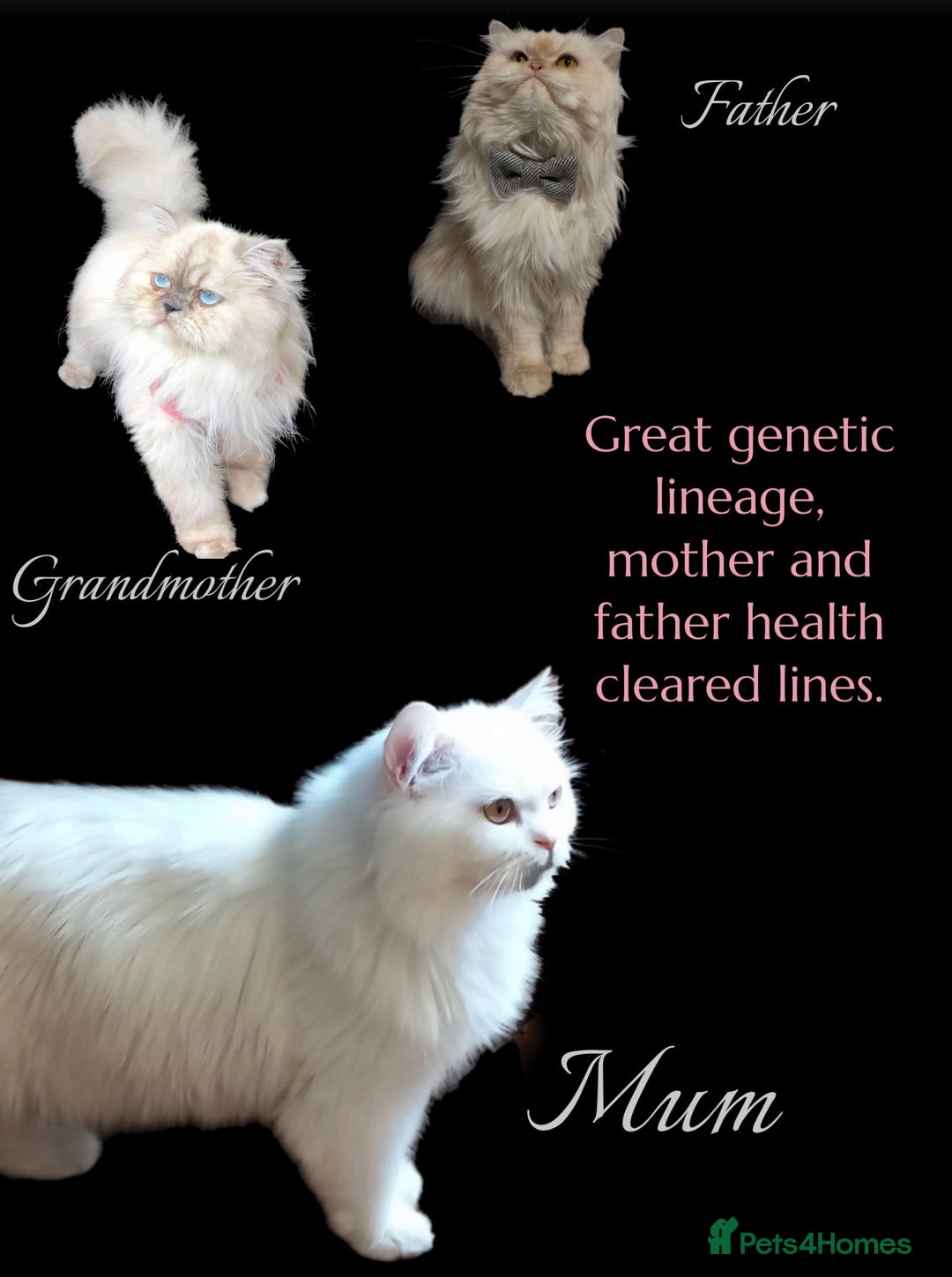 Persian cats for sale: Persians with beautiful features 4 AVAILABLE - Advert 4