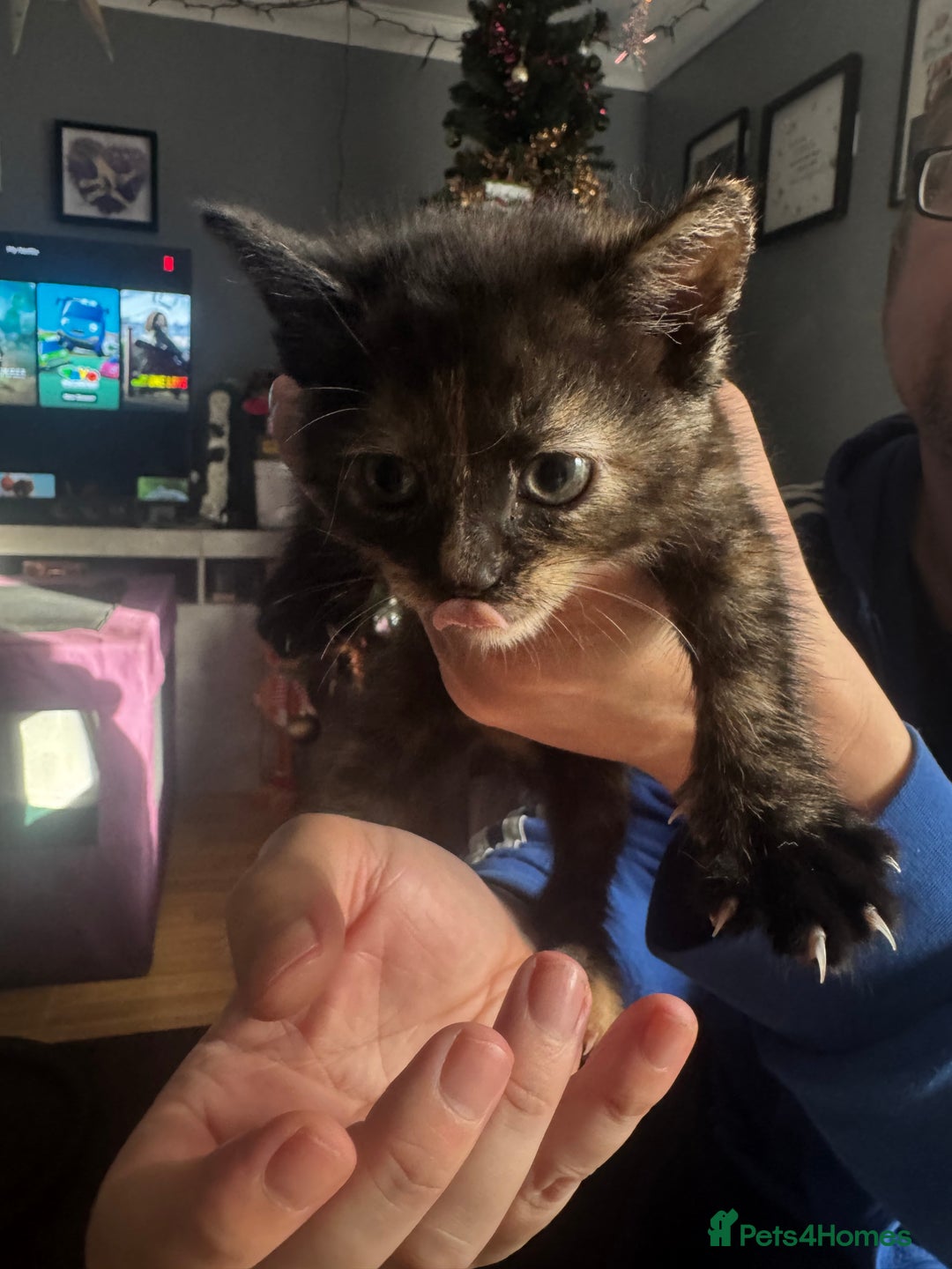 Domestic Shorthair cats for sale: Two kittens for sale - Advert 3