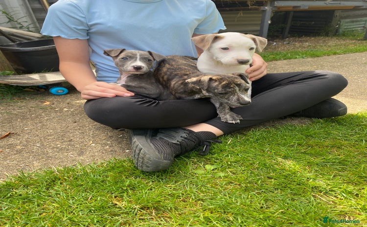 Mixed Breed dogs - Advert 5