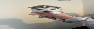 Siberian Husky Puppy 2