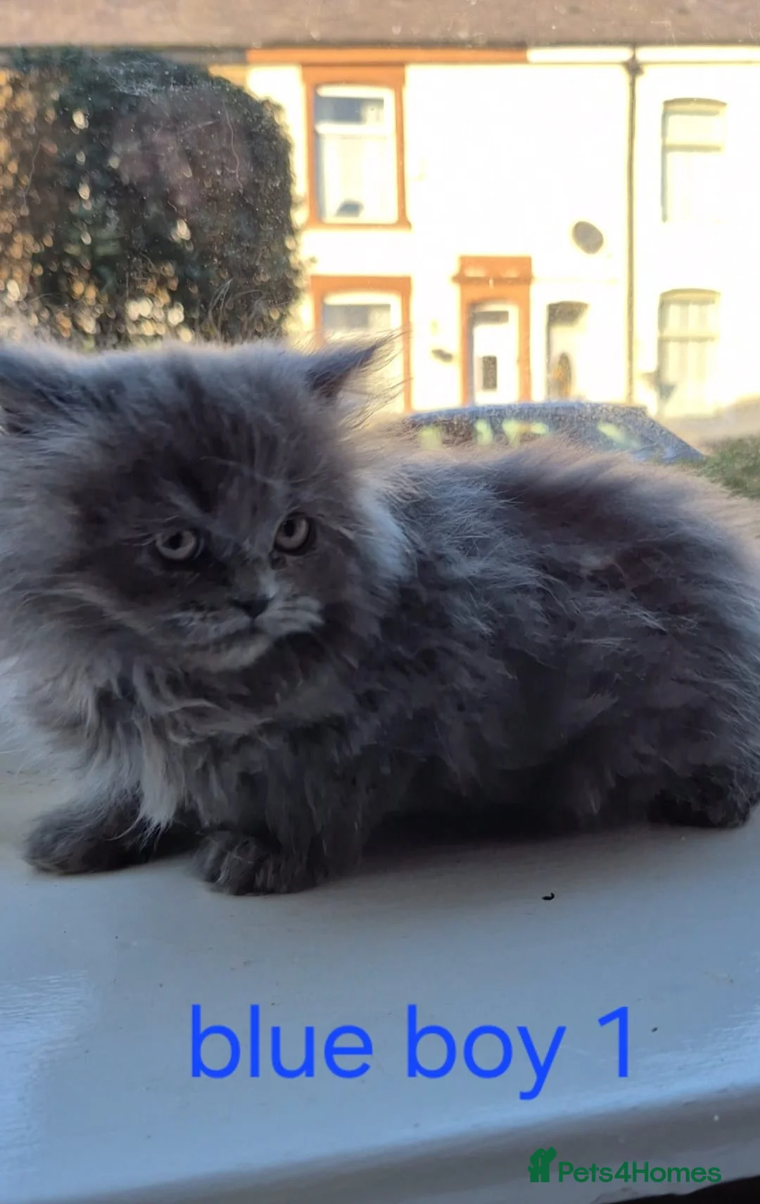 Persian cats for sale: Beautiful Persian babies - Advert 9