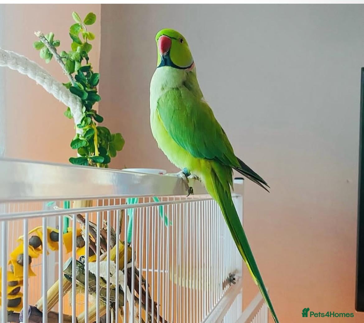 Parrots birds Male Ringneck parrot available  - Advert 1