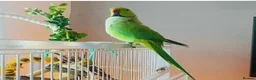 Parrots birds for sale: Male Ringneck parrot available  in Stoke-on-Trent - Advert 1