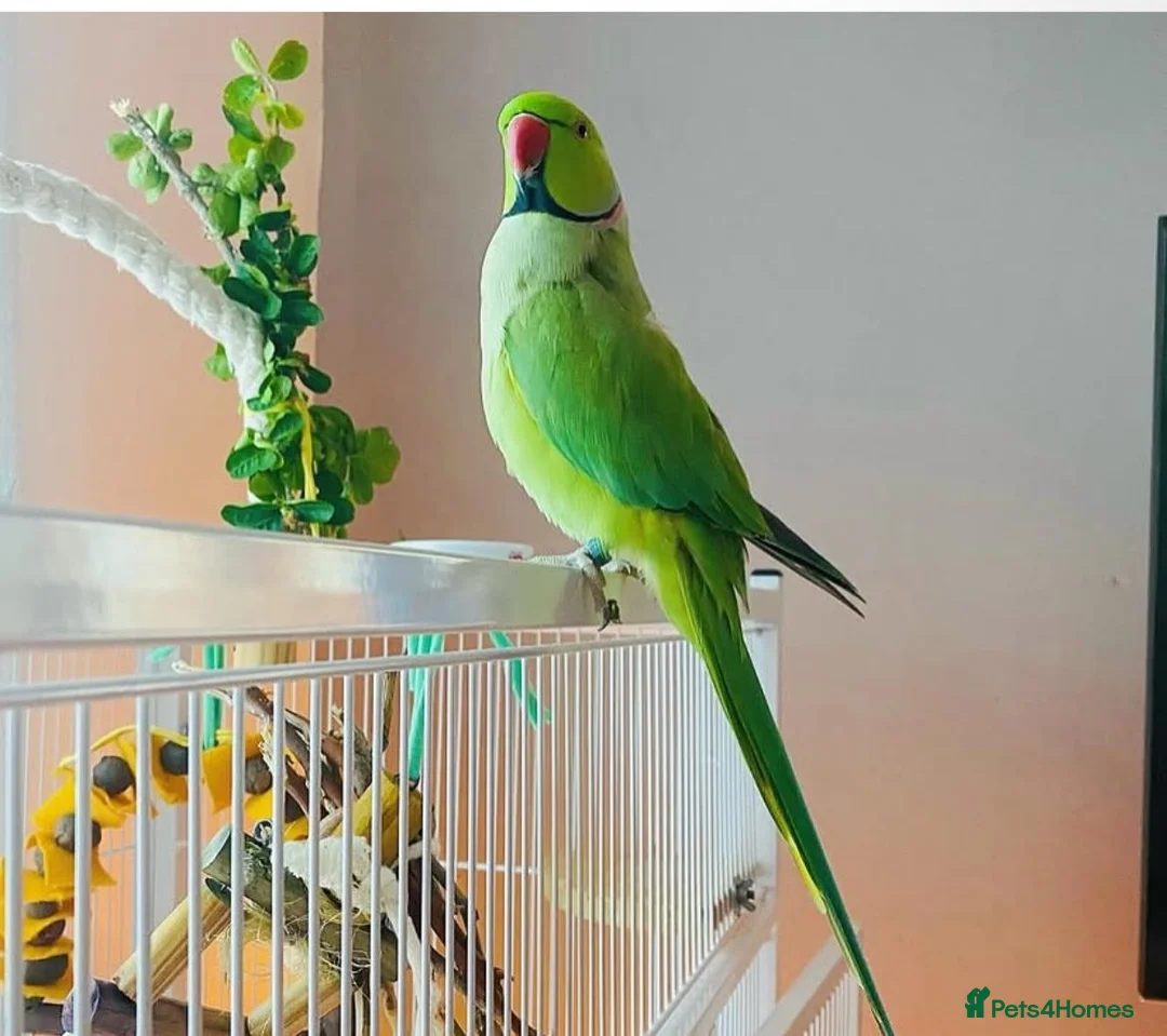Parrots birds for sale: Male Ringneck parrot available  in Stoke-on-Trent - Advert 1